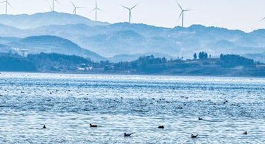 大批越冬候鳥飛抵貴州草海