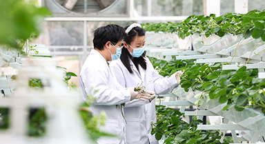 上海:實訓基地學“智慧農業”